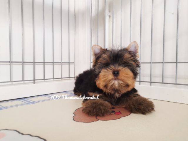 ยอร์คเชียร์เทอร์เรียร์ YorkshireTerrier Male รูปที่ 4