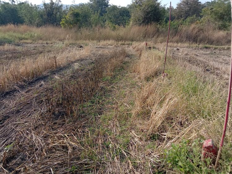 ที่ดินลพบุรี รูปที่ 4