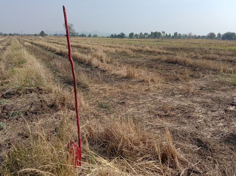 ที่ดินลพบุรี รูปที่ 3