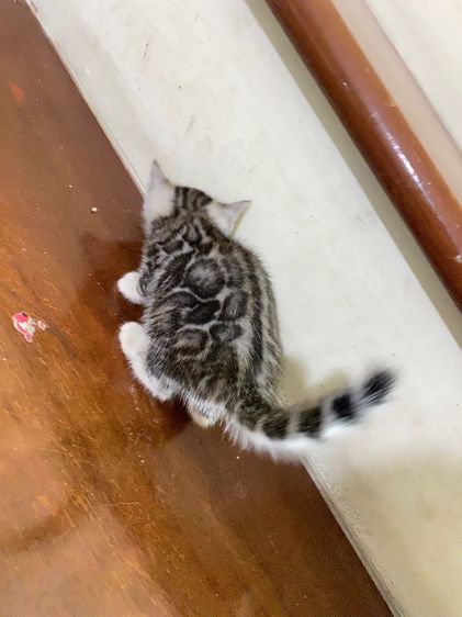 เปิดจองลูกแมวเบงกอลแท้ รูปที่ 5