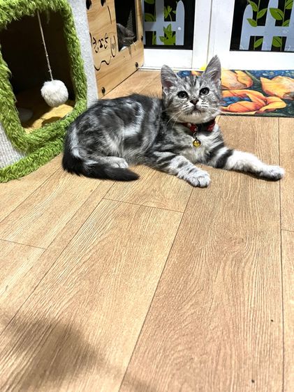 สก็อตติช โฟลด์ (Scottish Fold) ดญ สก็อตติชผสมอเมริกัน