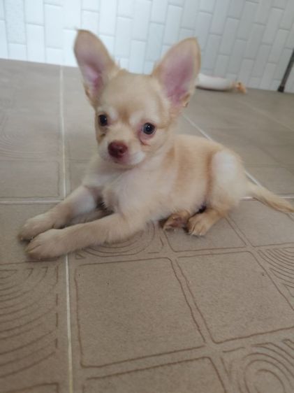 ชิวาวา..ขนยาว