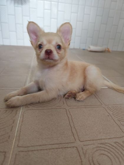 ชิวาวา..ขนยาว รูปที่ 2