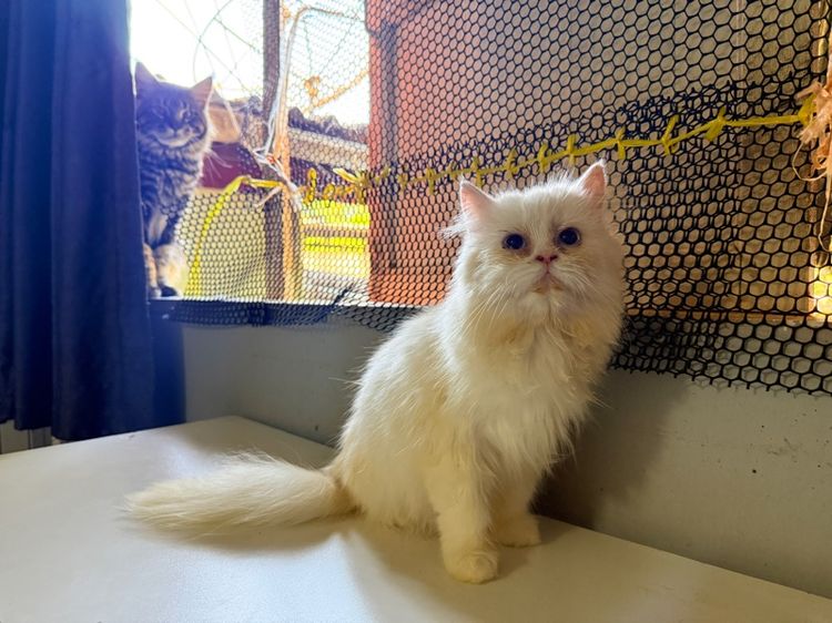 แมวเปอร์ผสมเมนคูน รูปที่ 5