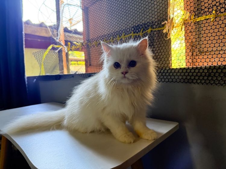 แมวเปอร์ผสมเมนคูน รูปที่ 6