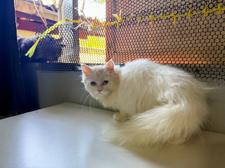 แมวเปอร์ผสมเมนคูน รูปที่ 3