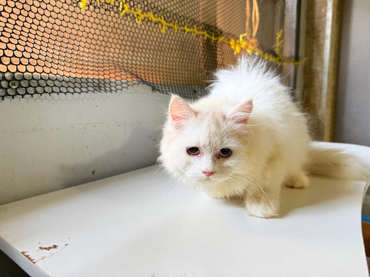 แมวเปอร์ผสมเมนคูน รูปที่ 2