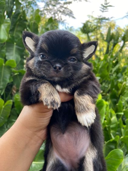 ชิวาว่า รูปที่ 3