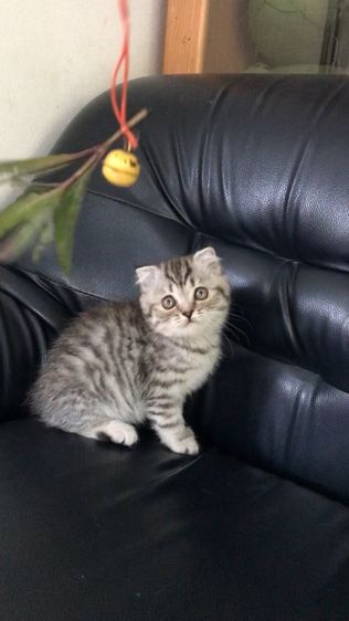 แมวสก็อตติชโฟลด์ เพศชาย