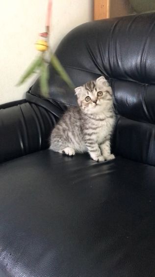 แมวสก็อตติชโฟลด์ เพศชาย รูปที่ 2