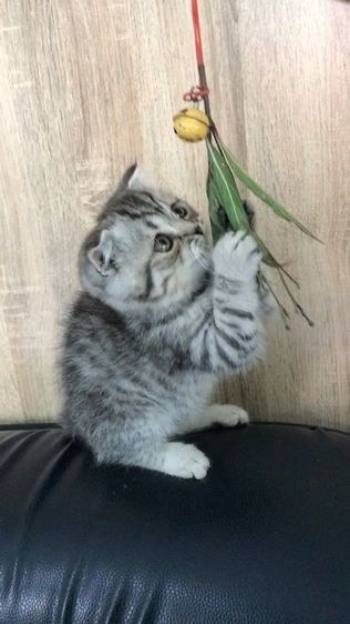 แมวสก็อตติชโฟลด์ เพศชาย รูปที่ 6