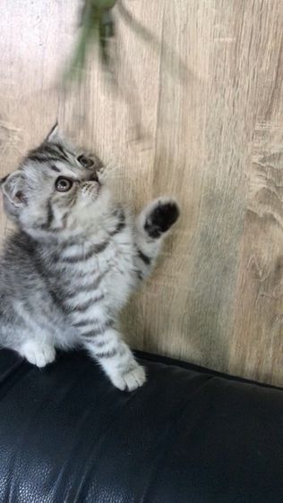 แมวสก็อตติชโฟลด์ เพศชาย รูปที่ 8