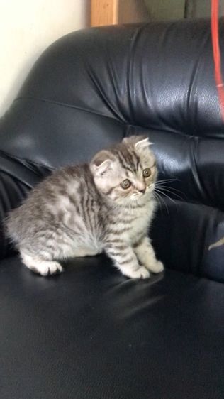 แมวสก็อตติชโฟลด์ เพศชาย รูปที่ 5