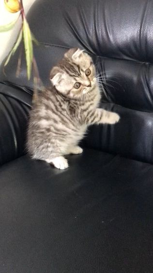 แมวสก็อตติชโฟลด์ เพศชาย รูปที่ 3