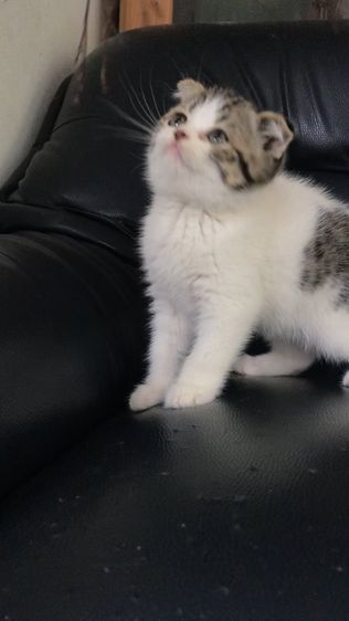 แมวสก็อตติชโฟลด์ เพศชาย รูปที่ 7