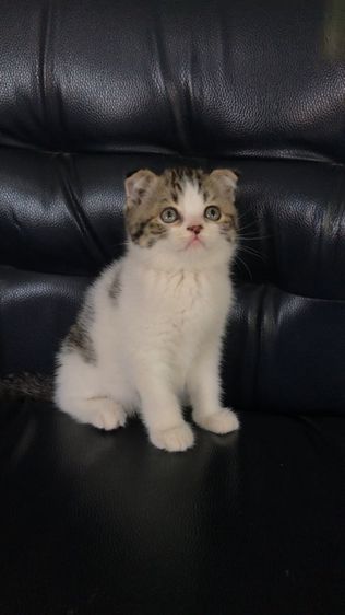 แมวสก็อตติชโฟลด์ เพศชาย รูปที่ 6