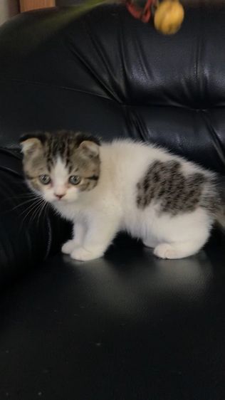 แมวสก็อตติชโฟลด์ เพศชาย รูปที่ 3