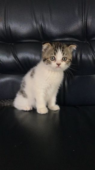 แมวสก็อตติชโฟลด์ เพศชาย รูปที่ 4