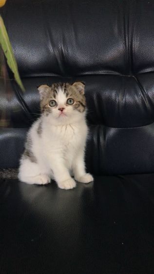 แมวสก็อตติชโฟลด์ เพศชาย