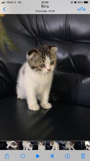 แมวสก็อตติชโฟลด์ เพศชาย รูปที่ 8