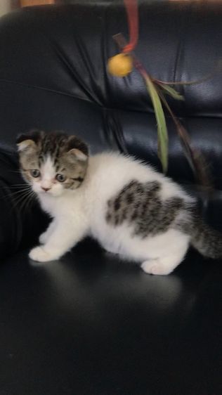 แมวสก็อตติชโฟลด์ เพศชาย รูปที่ 5