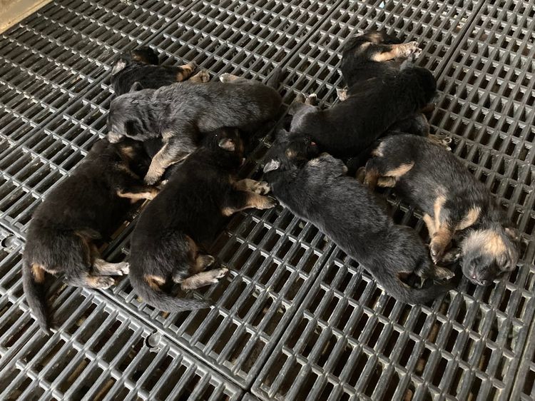 ลูกสุนัข เยอรมันเชพเพิร์ด พันธุ์แท้จากฟาร์ม ส่งได้ทั่วประเทศ รูปที่ 3