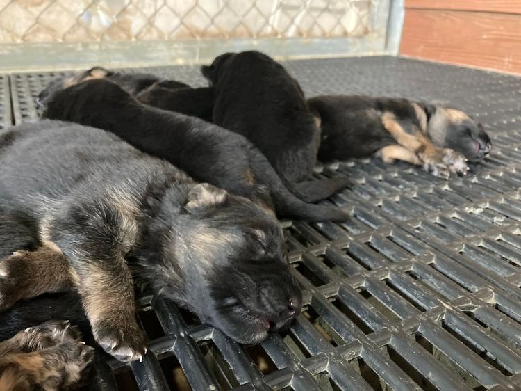 ลูกหมา เยอรมันเชพเพิร์ด พันธุ์แท้จากฟาร์ม ส่งได้ทั่วประเทศ รูปที่ 6