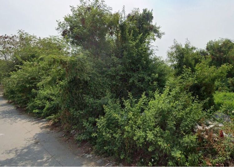 แจกฟรี หญ้าสดกระถินออแกนิค พิกัดพระราม 2