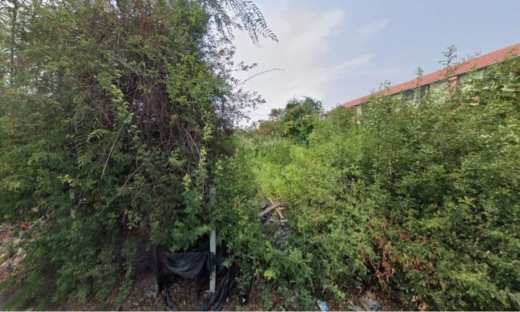 แจกฟรี หญ้าสดกระถินออแกนิค พิกัดพระราม 2 รูปที่ 3