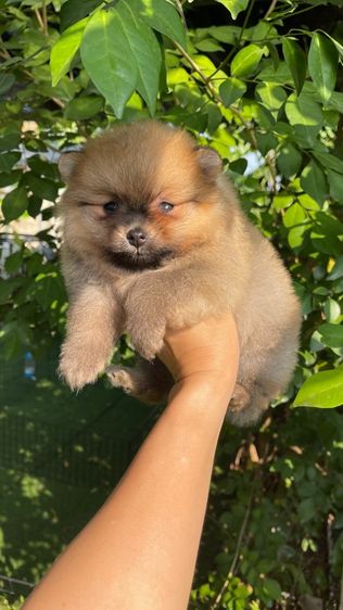 ปอมแท้สระบุรีจัดส่งทุกจังหวัด รูปที่ 2