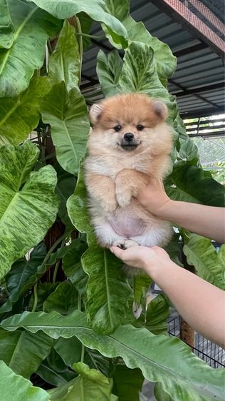 ปอมแท้สระบุรีจัดส่งทุกจังหวัด รูปที่ 3