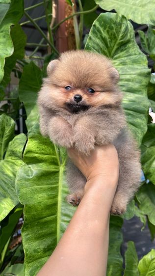 ปอมแท้สระบุรีจัดส่งทุกจังหวัด