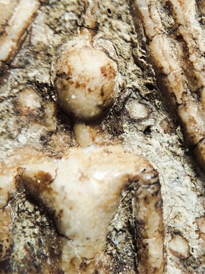 พระสมเด็จ พิมพ์แหวกม่าน กรุวังหน้า รูปที่ 3