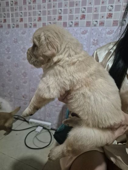 โกเด้นแท้หมีๆ 2หนุ่ม 2มุม  รูปที่ 2