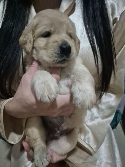 โกเด้นแท้หมีๆ 2หนุ่ม 2มุม  รูปที่ 4