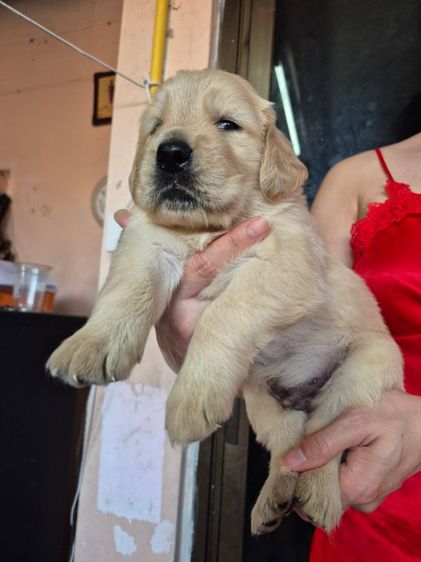 โกเด้นแท้หมีๆ 2หนุ่ม 2มุม 