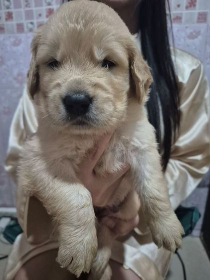 โกเด้นแท้หมีๆ 2หนุ่ม 2มุม  รูปที่ 3