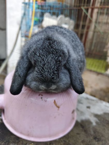 กระต่ายHL