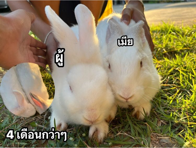 กระต่าย รูปที่ 2