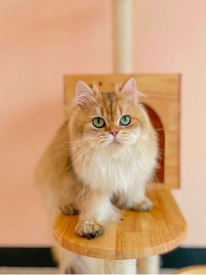 ❌ขายแล่ว❌สก็อตติช บริติช เพศชาย รูปที่ 3