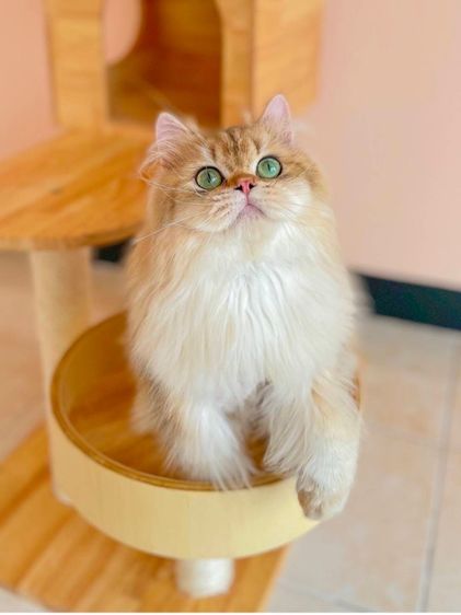 สก็อตติช บริติช เพศชาย