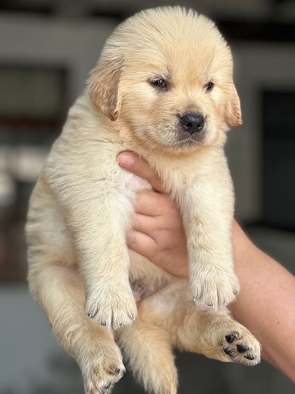 โกลเด้นแท้ โอเวอร์ไซส์ รูปที่ 4