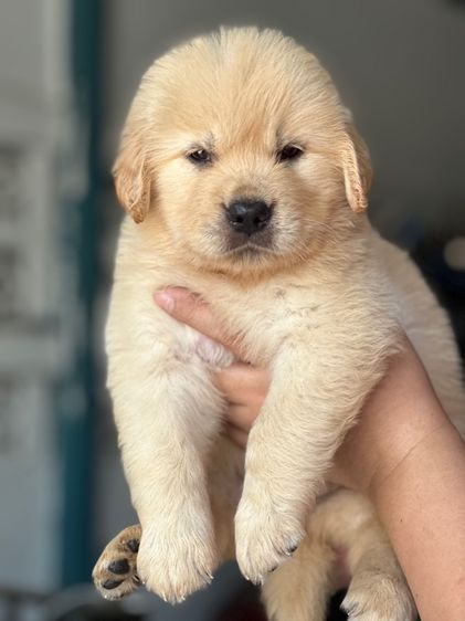 โกลเด้นแท้ โอเวอร์ไซส์ รูปที่ 2