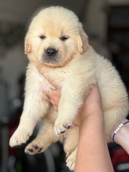 โกลเด้นแท้ โอเวอร์ไซส์ รูปที่ 5