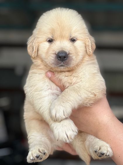 โกลเด้นแท้ โอเวอร์ไซส์ รูปที่ 3