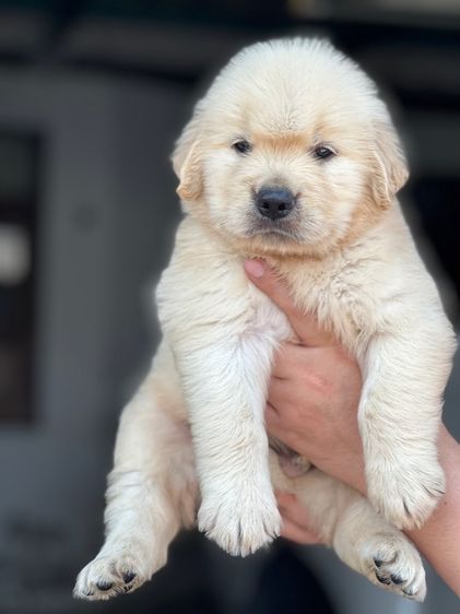 โกลเด้นแท้ โอเวอร์ไซส์ รูปที่ 6