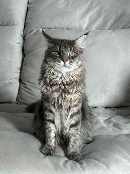 🐾 เมนคูนเพศผู้ พร้อมหาบ้านใหม่ 🐾 Maine Coon Black Silver Tabby รูปที่ 3