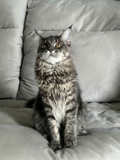 🐾 เมนคูนเพศผู้ พร้อมหาบ้านใหม่ 🐾 Maine Coon Black Silver Tabby รูปที่ 11