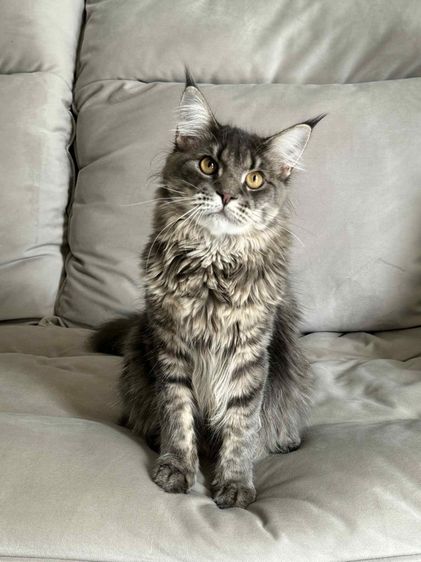 เมนคูน (Maine Coon) 🐾 เมนคูนเพศผู้ พร้อมหาบ้านใหม่ 🐾 Maine Coon Black Silver Tabby