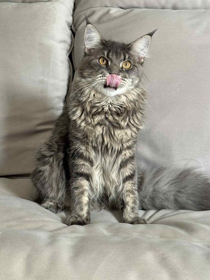 🐾 เมนคูนเพศผู้ พร้อมหาบ้านใหม่ 🐾 Maine Coon Black Silver Tabby รูปที่ 2